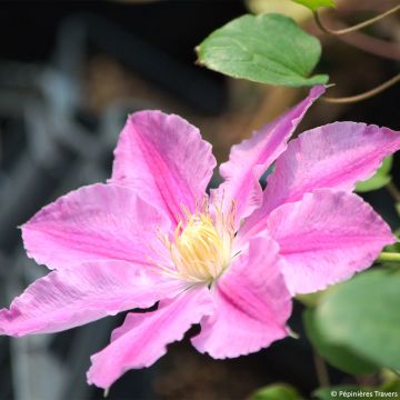 Clematis patens Abilène - Bosrank