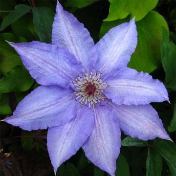 Clematis Alice Fisk - Grootbloemige clematis