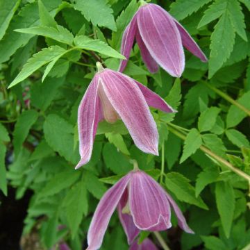 Clematis alpina Ruby - Alpenbosrank