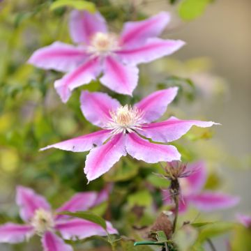 Clematis patens Docteur Ruppel - Bosrank