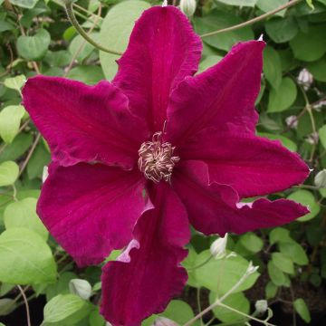 Clematis viticella Ernest Marckham - Italiaanse clematis