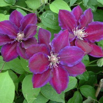 Clematis patens Julka - - Bosrank