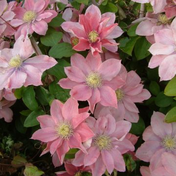 Clematis patens Little Mermaid - Bosrank