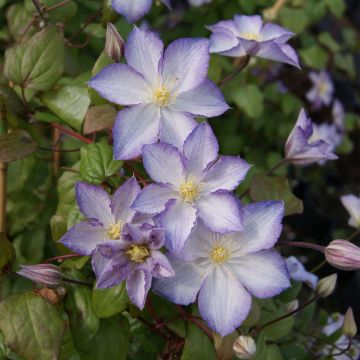 Clematis jackmanii Lucky Charm - Bosrank