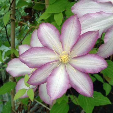 Clematis patens Morning Star - Bosrank