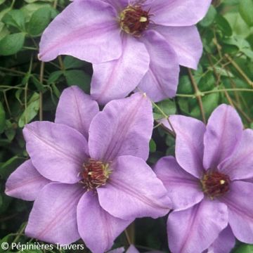Clematis patens Ramona - Bosrank