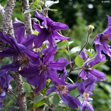 Clematis Saphyra Violetta - Struikclematis