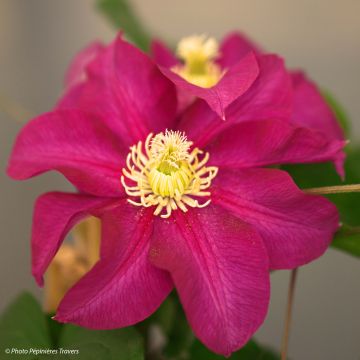 Clematis SUCCESS Magenta - Grootbloemige clematis