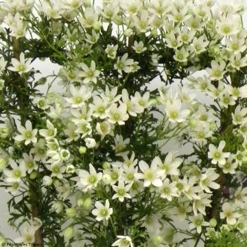 Clematis Tai Yang - Bosrank