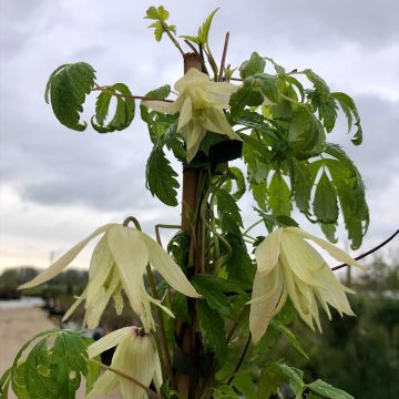Clematis alpina Plena - Alpenbosrank