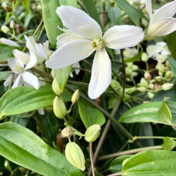 Clematis armandii - Groenblijvende bosrank