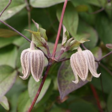 Clematis fusca - Bosrank