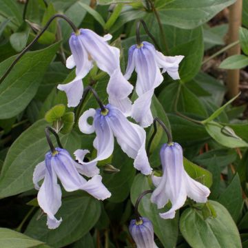 Clematis integrifolia Twinkle - Struikclematis