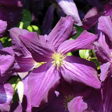 Clematis jackmanii Purpurea - bosrank