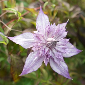 Clematis Lady Kyoko - Bosrank
