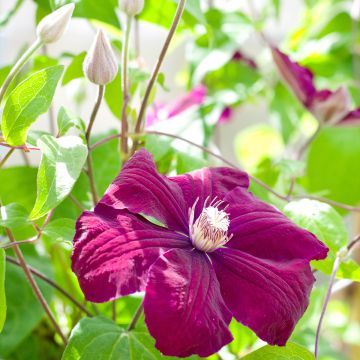 Clematis Rouge Cardinal - Bosrank