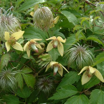 Clematis serratifolia - Bosrank