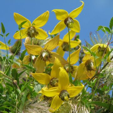 Clematis tibetana subsp. tangutica - Gouden bosrank