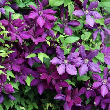 Clematis patens The Vagabond - Bosrank