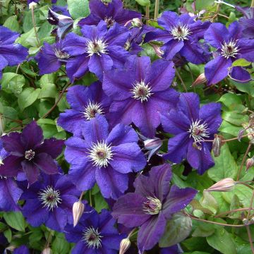 Clematis Happy Birthday - Italiaanse clematis