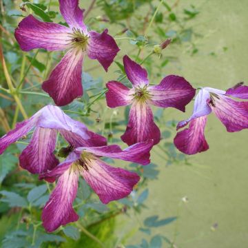 Clematis viticella Walemburg - Italiaanse clematis
