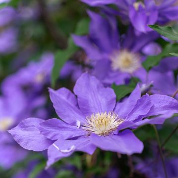 Clematis patens Couronne Royale - Bosrank