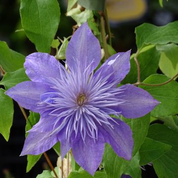 Clematis patens Crystal Fountain - Bosrank