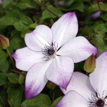 Clematis florida Fond Memories - Bosrank