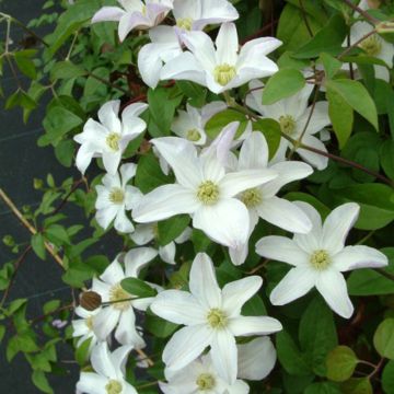 Clematis Huldine - Italiaanse clematis