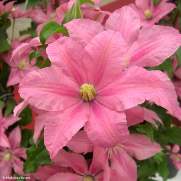 Clematis patens Rosamunde - Bosrank