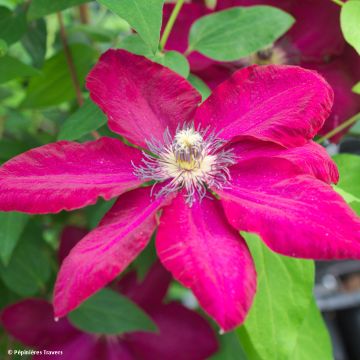 Clematis patens Solidarnosc - Bosrank