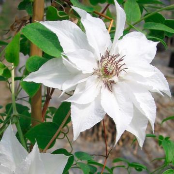 Clematis Sparkler - Grootbloemige clematis