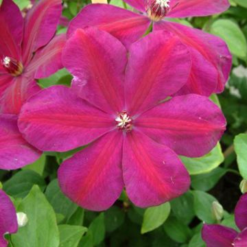 Clematis Westerplatte - Grootbloemige bosrank