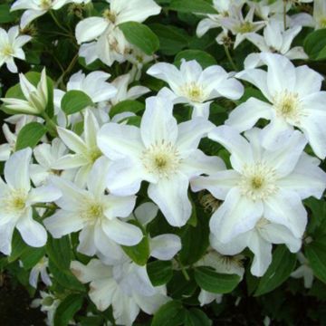 Clematis patens Yukikomachi - Bosrank