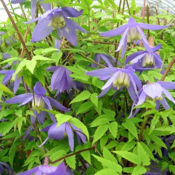 Clematis alpina - Alpenbosrank
