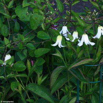 Clematis integrifolia Baby White - Struikclematis