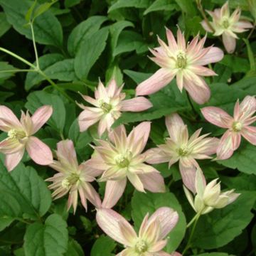 Clematis montana Marjorie - Bergbosrank