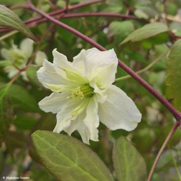 Clematis montana Starlet White Perfume - Bergbosrank