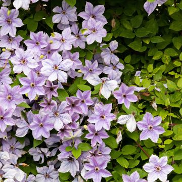 Clematis patens Mandy - Bosrank