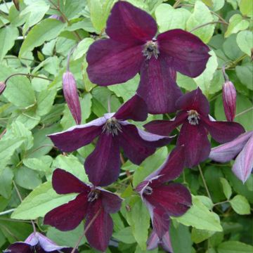 Clematis viticella Black Prince - Italiaanse clematis