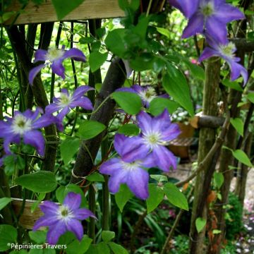 Clematis Bonanza - Italiaanse clematis