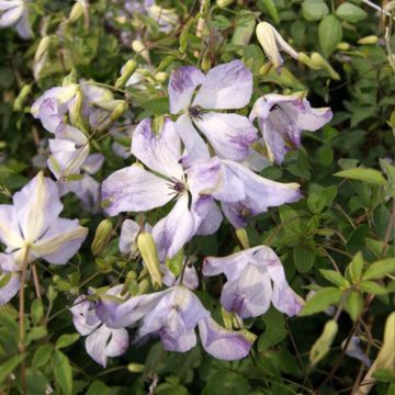 Clematis Caerulea Luxurians - Italiaanse clematis