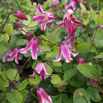 Clematis viticella Etoile Rose - Bosrank