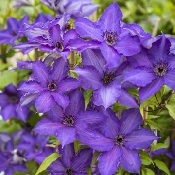 Clematis patens Viva la Vida - Bosrank