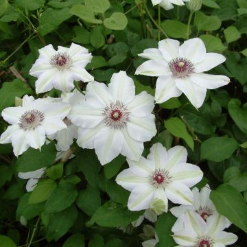 Clematis Miss Bateman - Grootbloemige bosrank