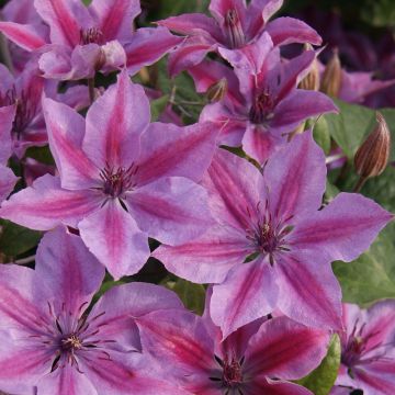 Clematis patens Mon Cherry - Bosrank