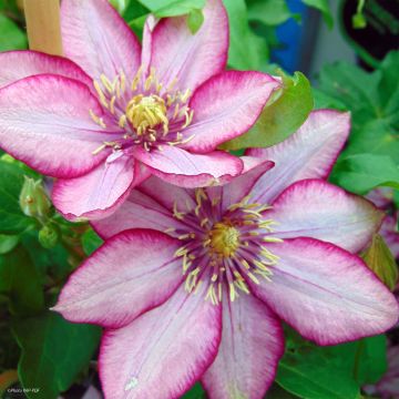 Clematis Paradiso - Grootbloemige bosrank
