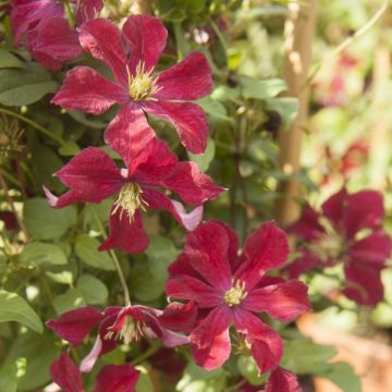 Clematis patens Ruutel - Bosrank