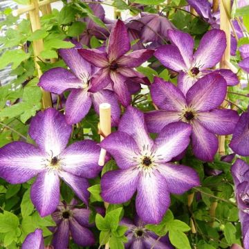 Clematis florida Venosa - Bosrank