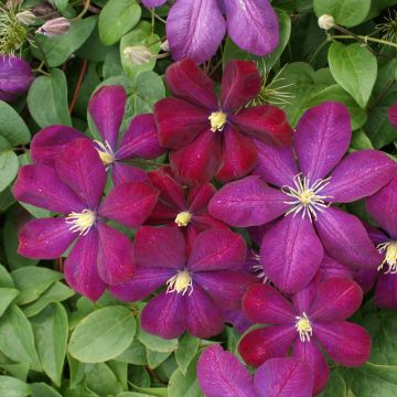Clematis Voluceau - Italiaanse clematis